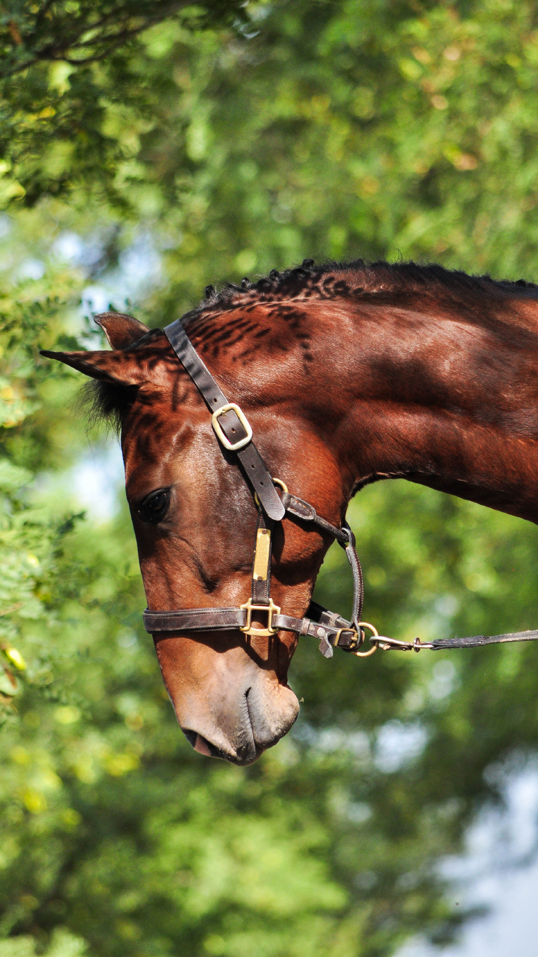 Pegasus Gran Houdini
